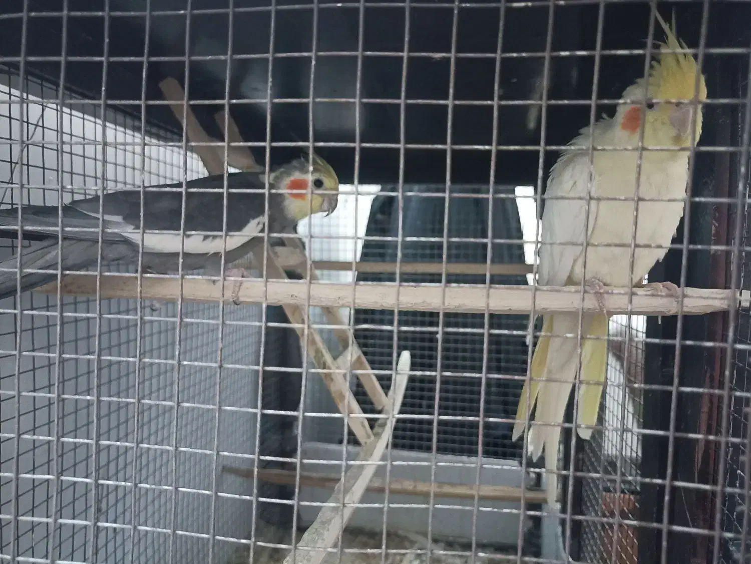 عروس هلندی (جفت)|پرنده|تربتحیدریه, مظفریه|دیوار