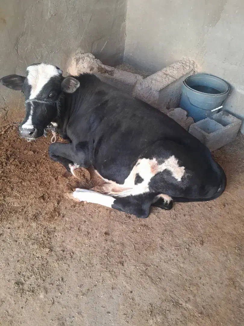 گوساله نر|حیوانات مزرعه|امیدیه, |دیوار