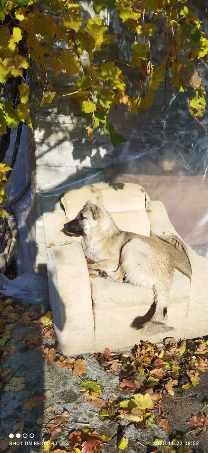 سگ گوم شده|حیوانات|اشنویه, |دیوار