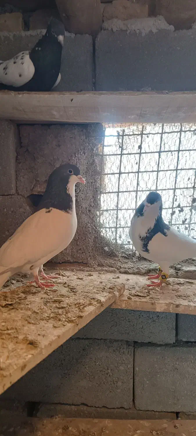 پرنده|پرنده|تهران, وحیدیه|دیوار