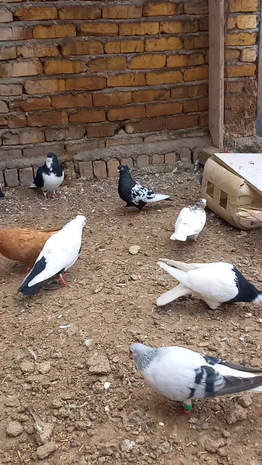 کبوتر طوقی خوشرنگ بدرنگ|پرنده|قزوین, |دیوار