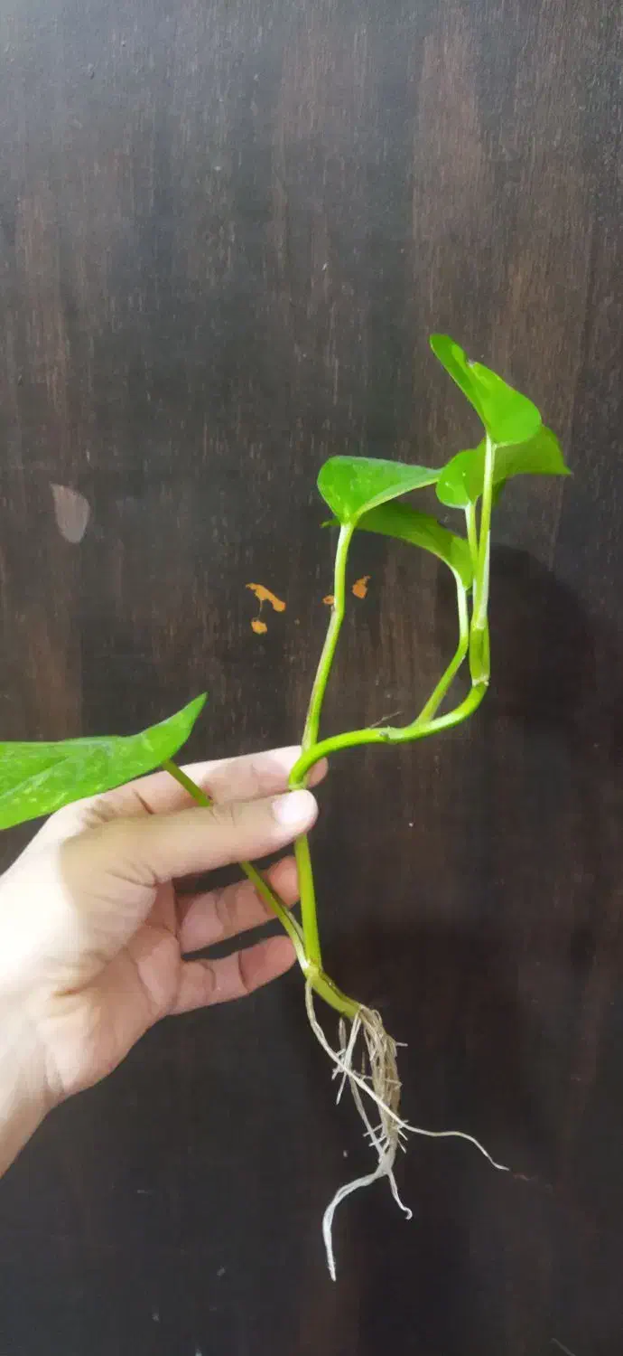 قلمه گل پتوس ریشه دار|گل و گیاه طبیعی|دهدشت, |دیوار