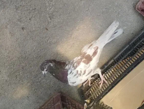 کفتر|پرنده|بناب, |دیوار