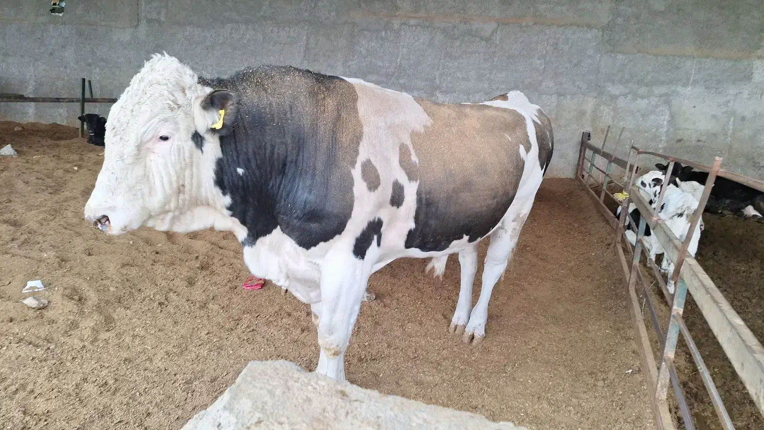 کودحیوانی|خدمات باغبانی و درختکاری|کوهدشت, |دیوار