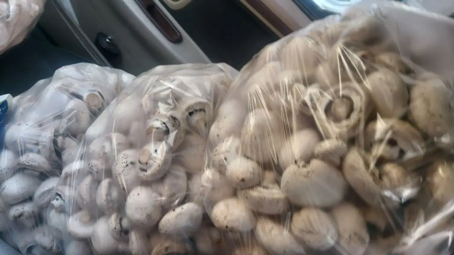 راهنمایی داوطلبانه|فعالیت داوطلبانه تحقیقاتی|تبریز, |دیوار