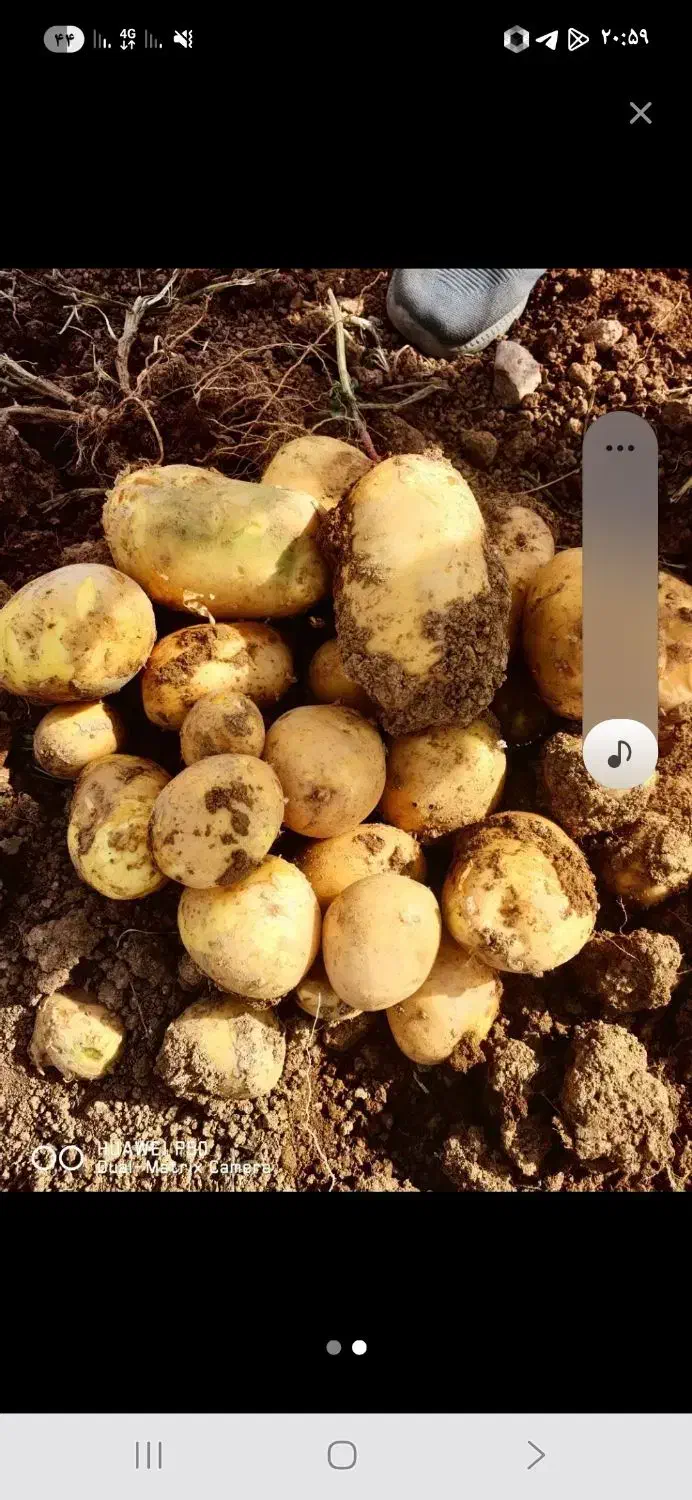 فروش سیب زمینی جیلی ۱۴۰۲|خوردنی و آشامیدنی|قیدار, |دیوار