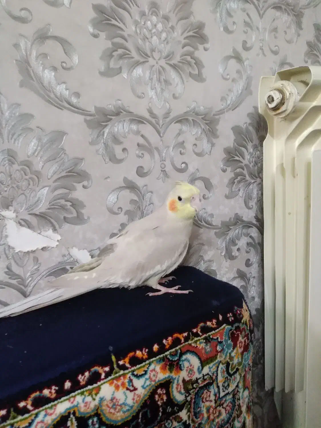 عروس هلندی نر ۱ساله|پرنده|تهران, شهرک رضویه|دیوار