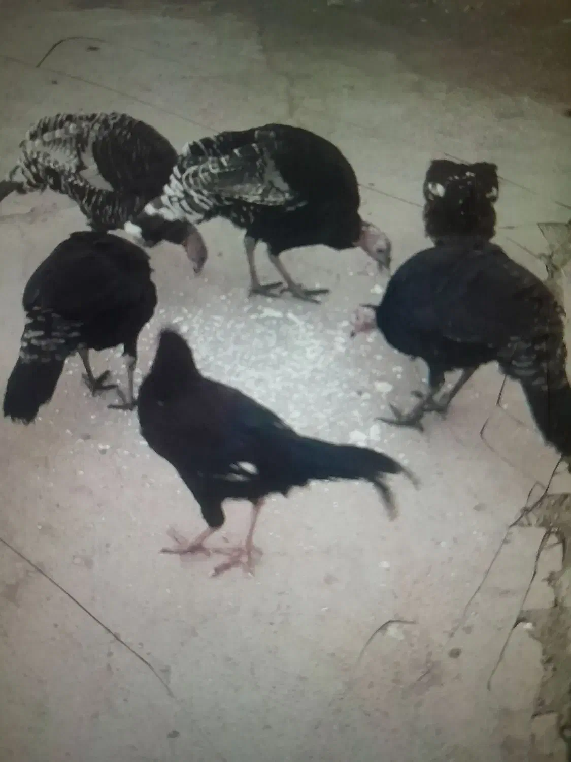 ۲عددخروس ۴بوقلمون|حیوانات مزرعه|شاهین دژ, |دیوار