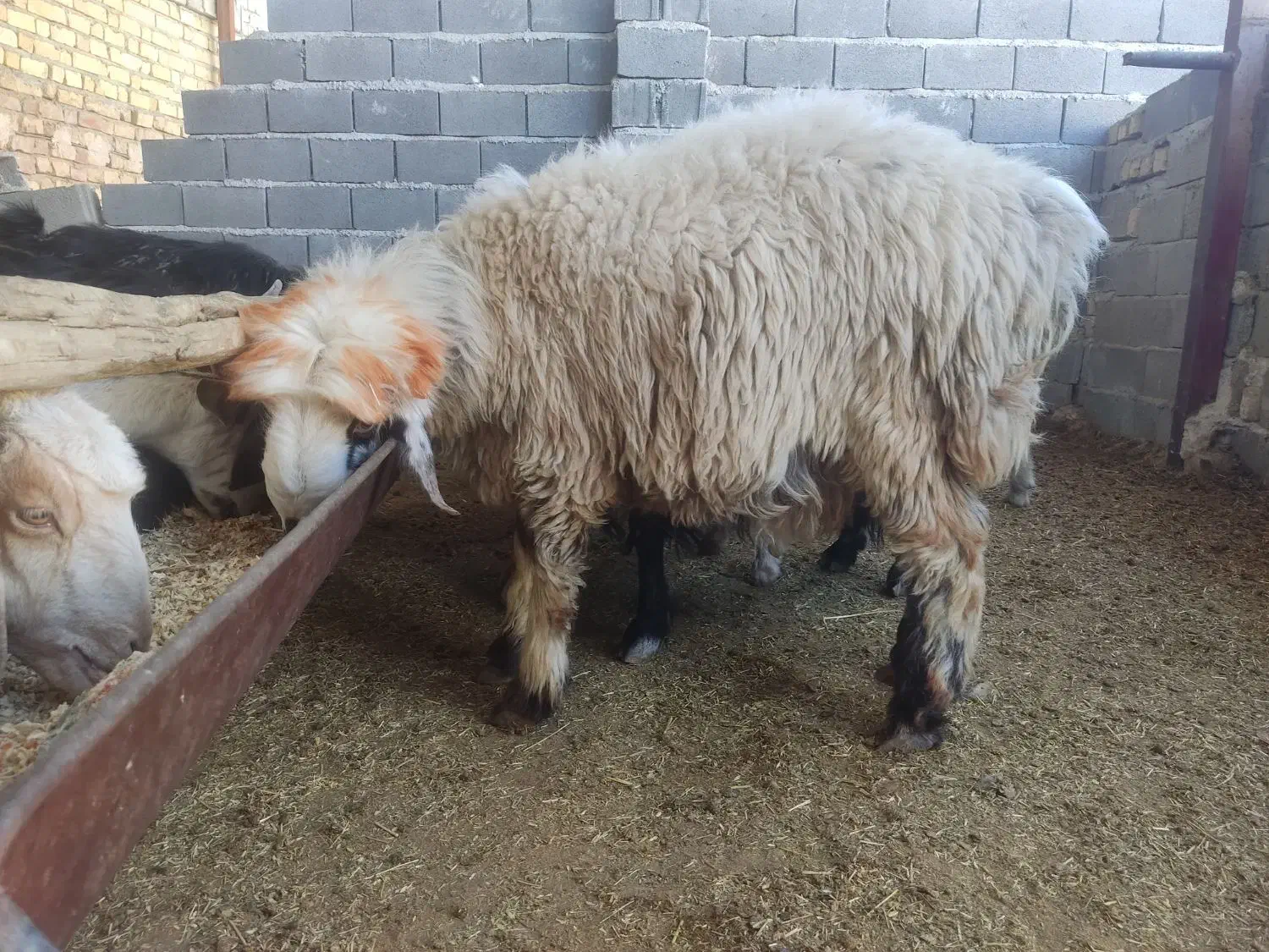 بره چاق|حیوانات مزرعه|مرودشت, ده بید|دیوار