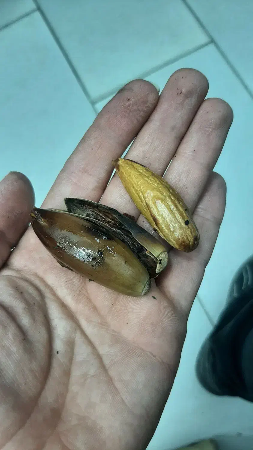 بلوط|خوردنی و آشامیدنی|تهران, زنجان جنوبی|دیوار