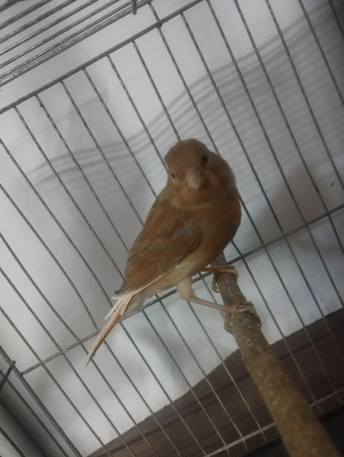 پرنده|پرنده|شیروان (خراسان), |دیوار