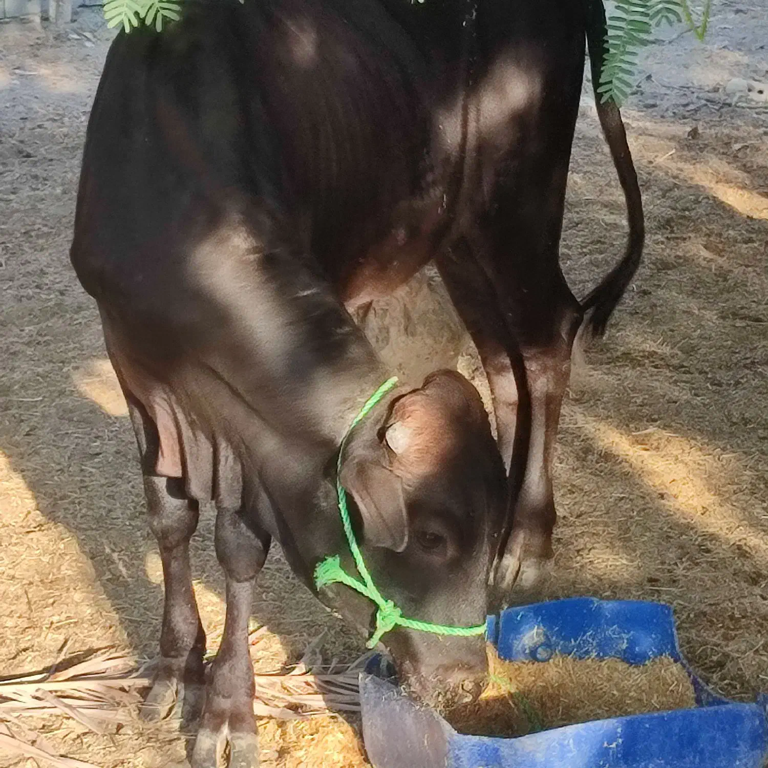 گاونر|حیوانات مزرعه|بمانی, |دیوار