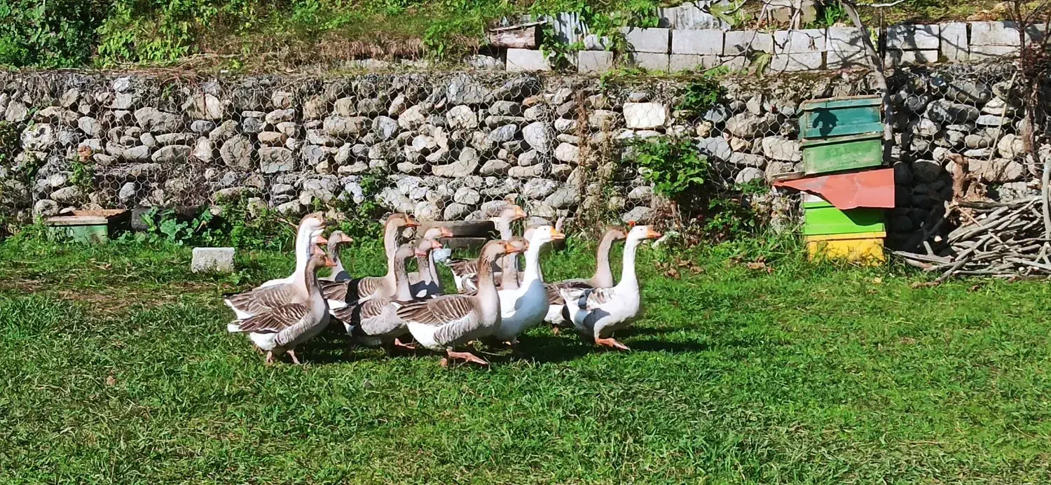 غاز محلی گرید A با بالاترین کیفیت ممکن|حیوانات مزرعه|شاندرمن, |دیوار