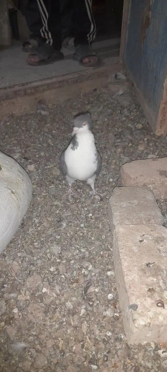 کبوتر کاکلی|پرنده|فرح دشت, |دیوار