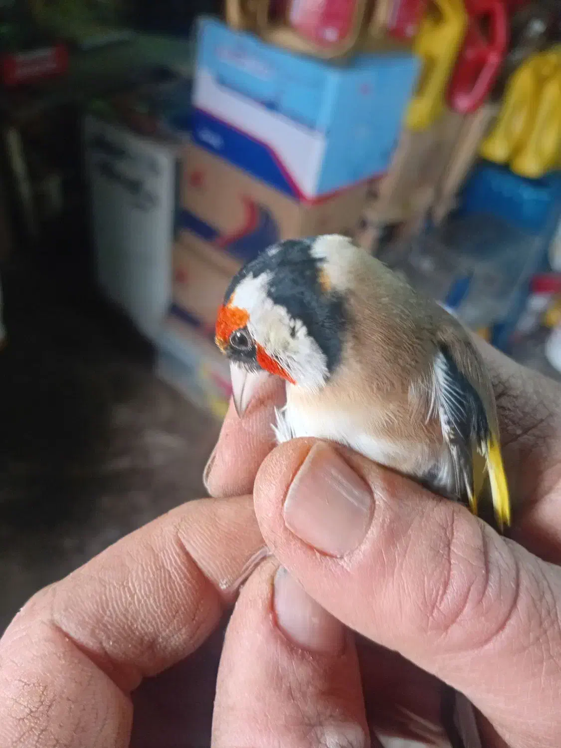 سهره|پرنده|ترکمانچای, |دیوار