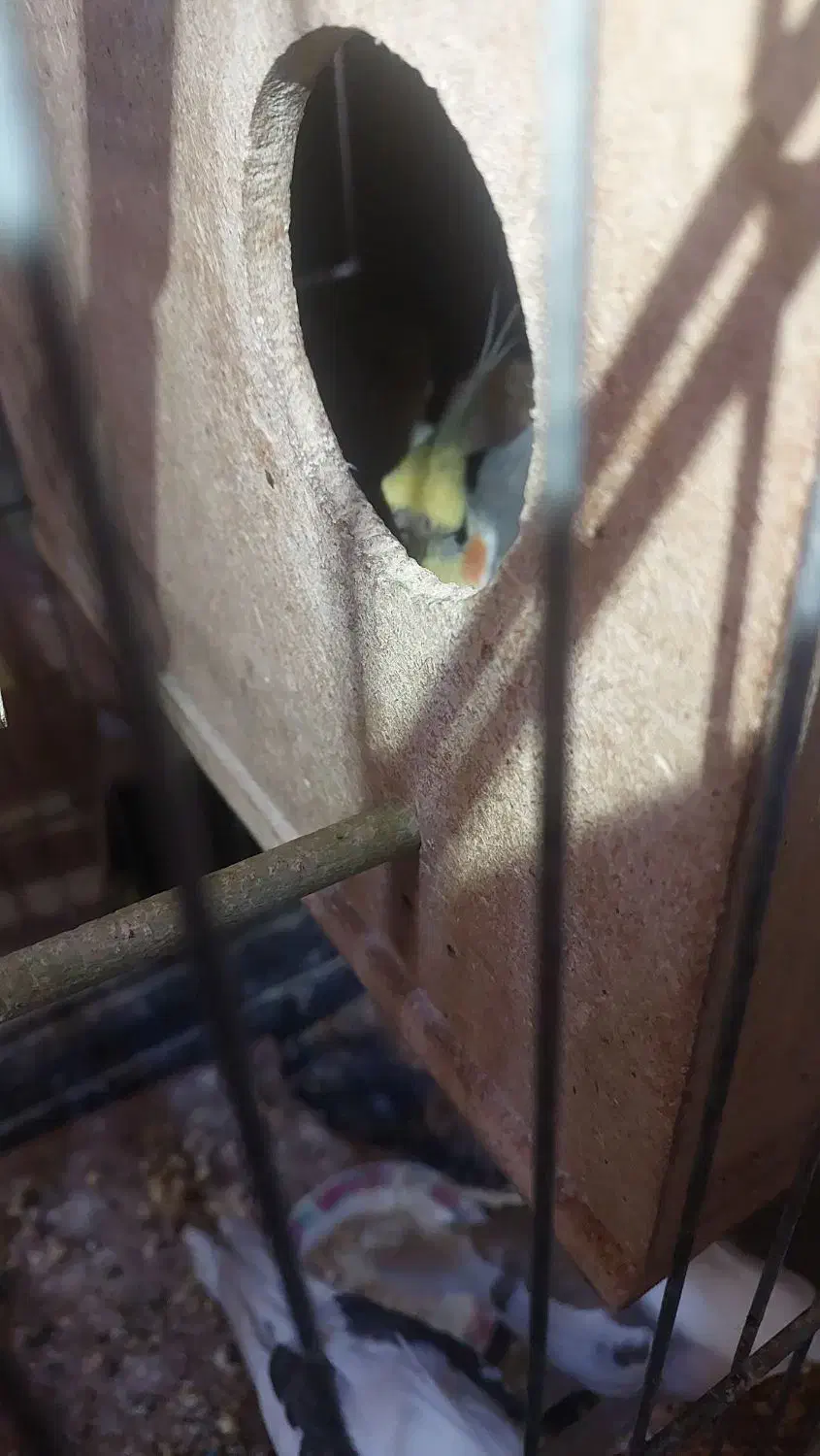 عروس هلندی البینو|پرنده|خرمشهر, |دیوار