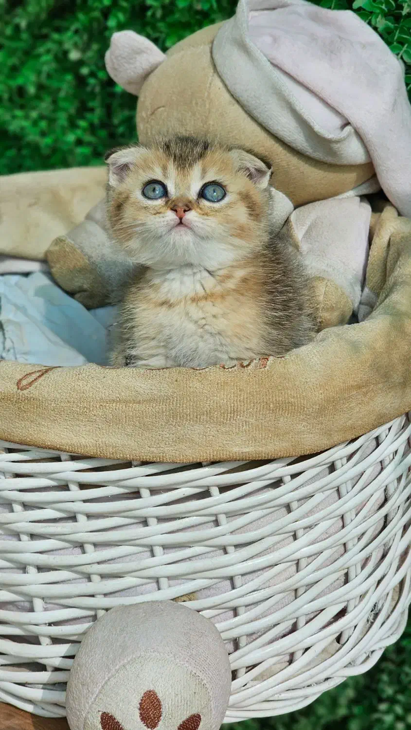 توله پرشین کت عروسکی|گربه|اراک, |دیوار