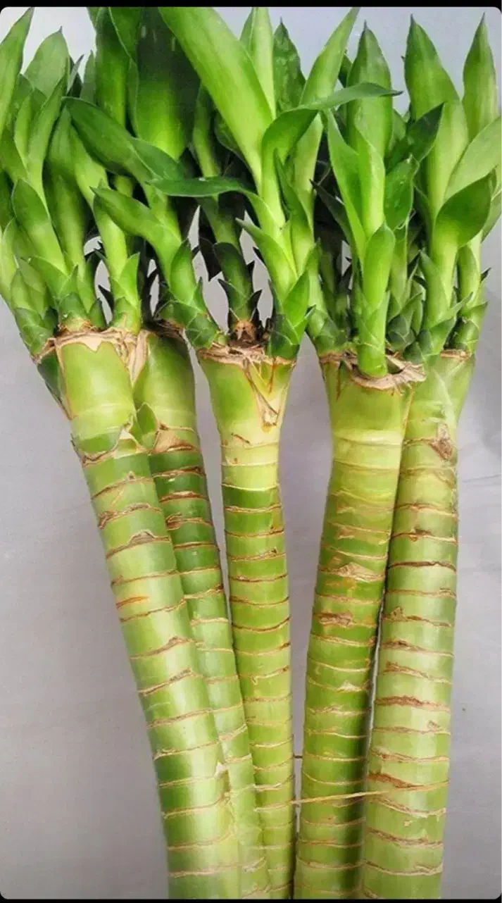 گل بامبو لوتوس ابی|گل و گیاه طبیعی|شیراز, شهرک گلستان|دیوار