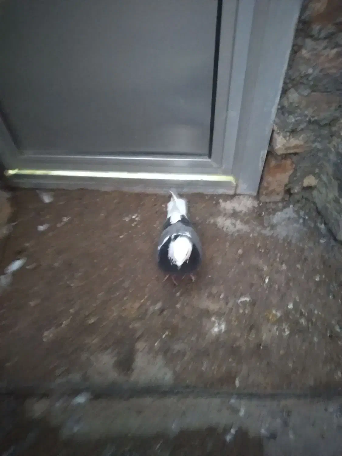 یه دونه کبوتر شازده ماده|پرنده|میاندوآب, |دیوار