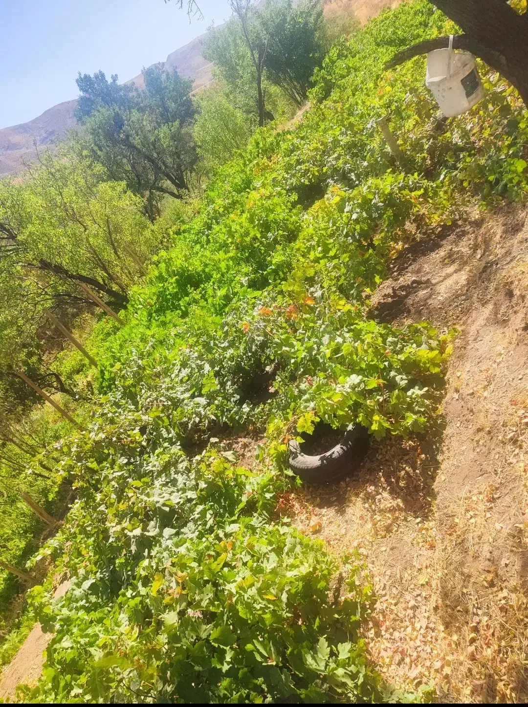 باغ|فروش زمین و ملک کلنگی|قزوین, |دیوار