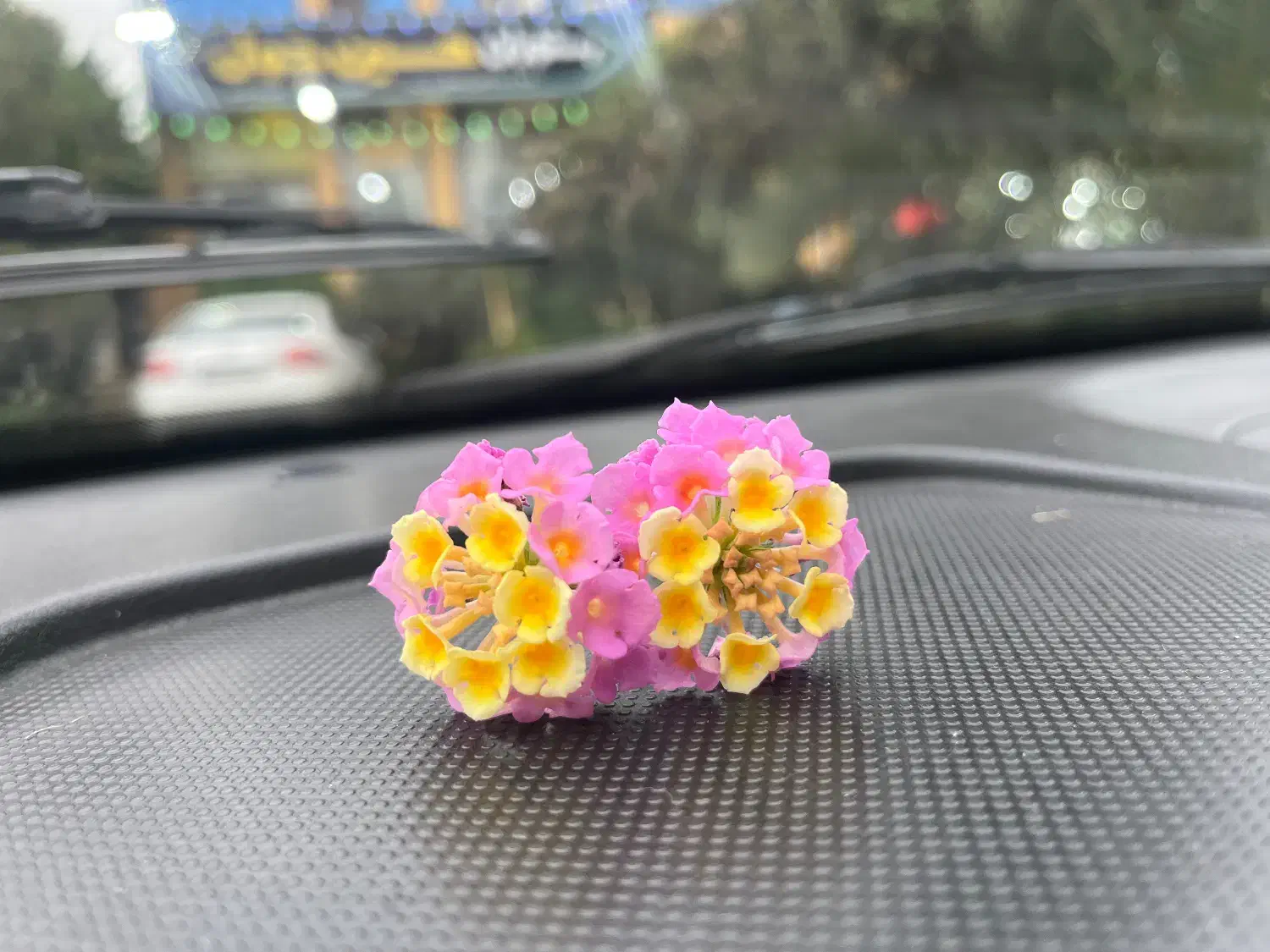 گلفروشی|گل و گیاه طبیعی|رشت, پارک شهر|دیوار