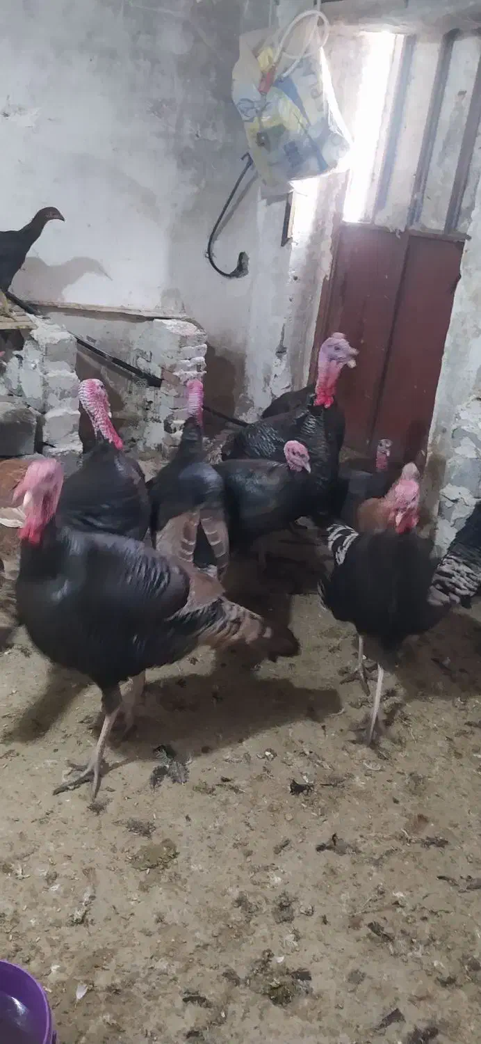 تعدادی بوقلمون محلی|حیوانات مزرعه|پیرانشهر, |دیوار