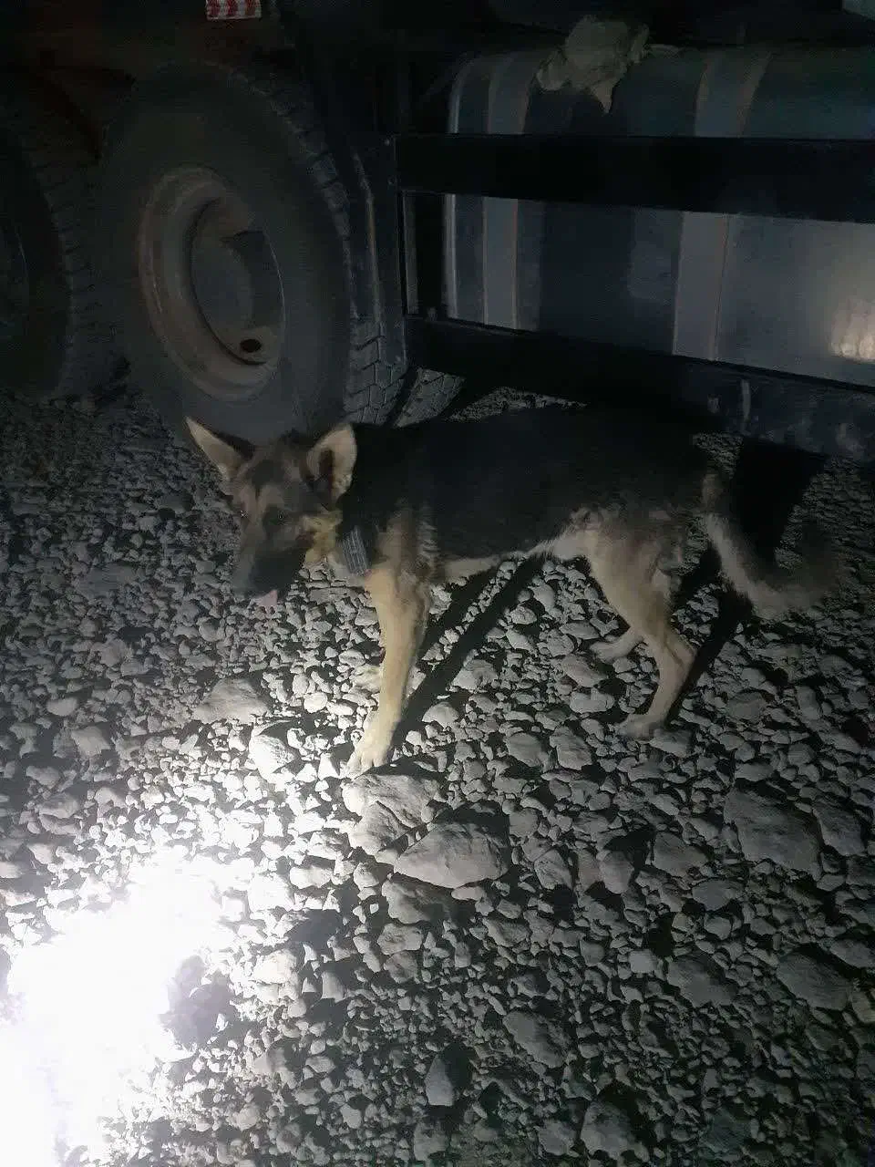 سگ ژرمن|سگ|سمیرم, |دیوار