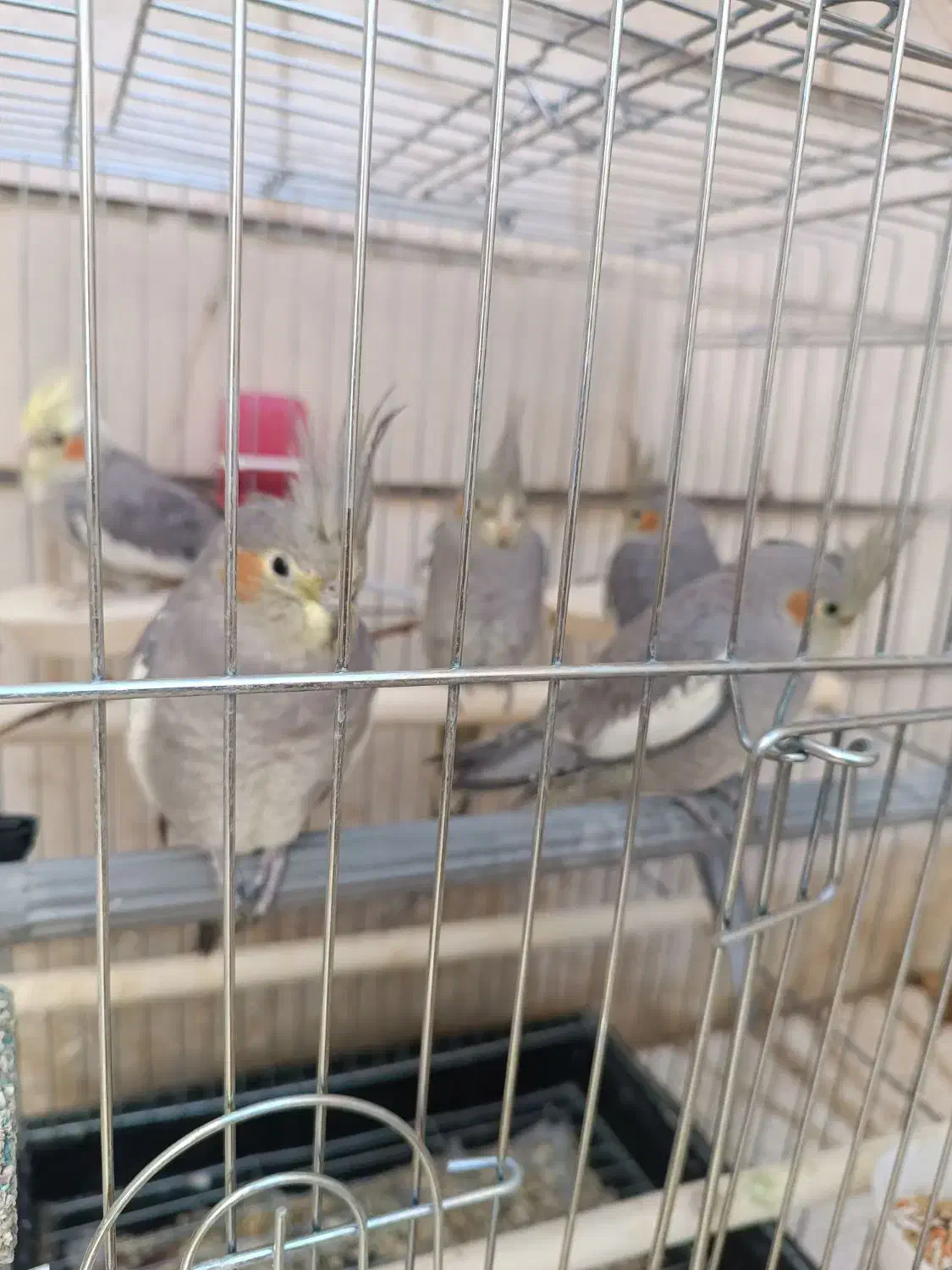 فروش ۵ عدد عروس هلندی مولد|پرنده|شهرکرد, |دیوار