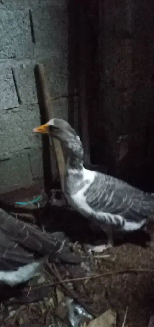 غازفروشی|حیوانات مزرعه|خرمآباد (تنکابن), |دیوار