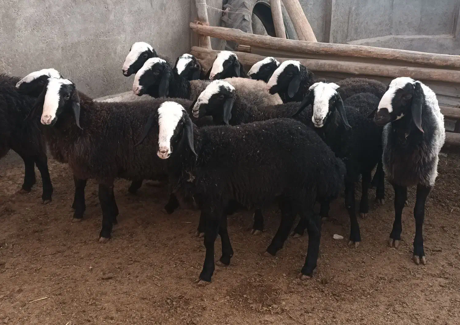 گوسفند نژاد شال میش بره ماده بره قوچ|حیوانات مزرعه|دشتابی, |دیوار