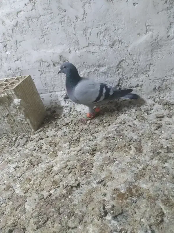 باخت رفته|حیوانات|تاکستان, |دیوار