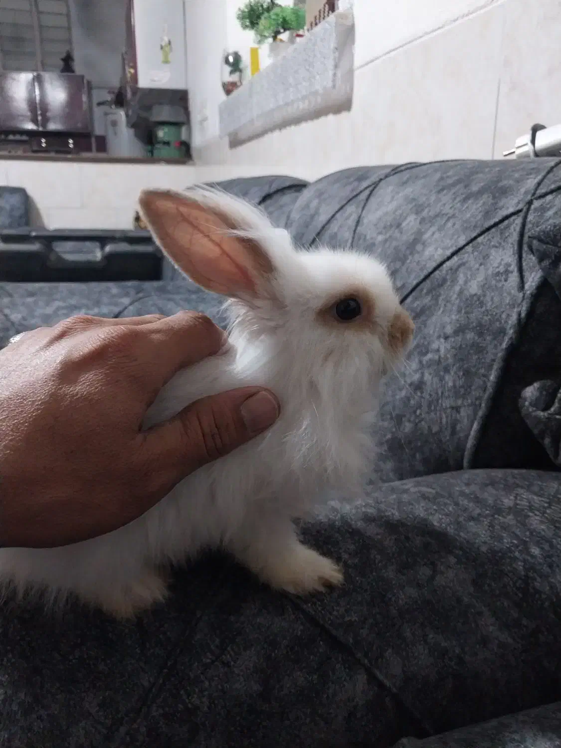 خرگوش جرسی لوپ دستی|موش و خرگوش|یزد, |دیوار