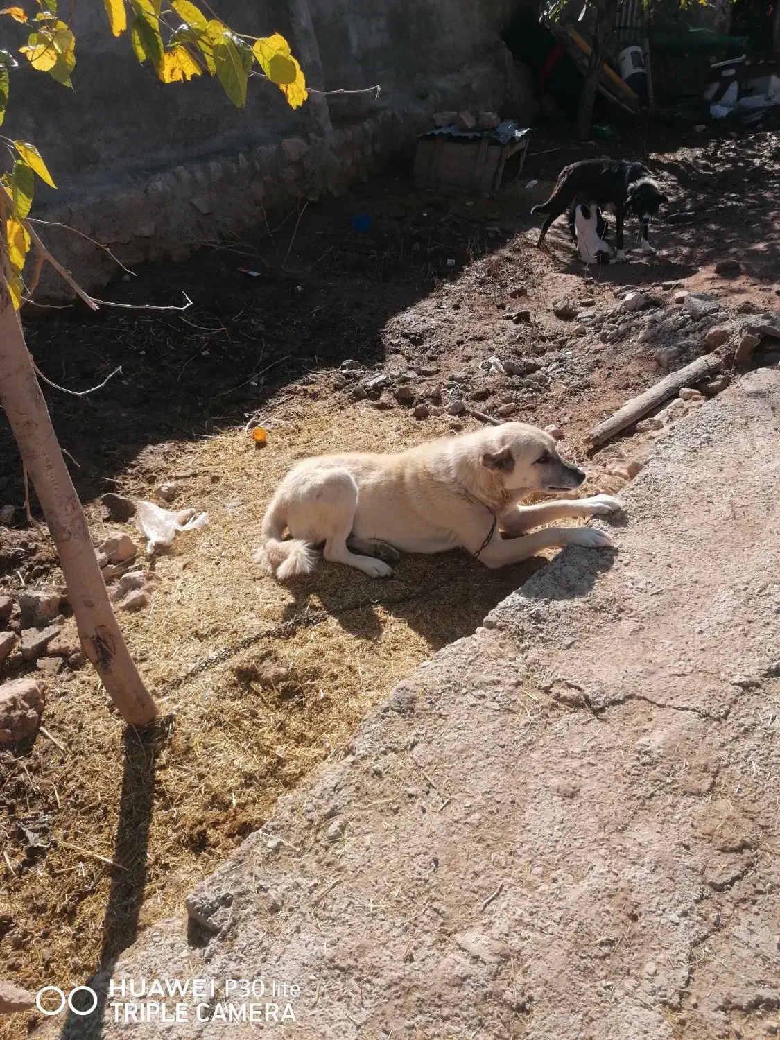 واگذاری سگ سرابی|سگ|چرداول, |دیوار