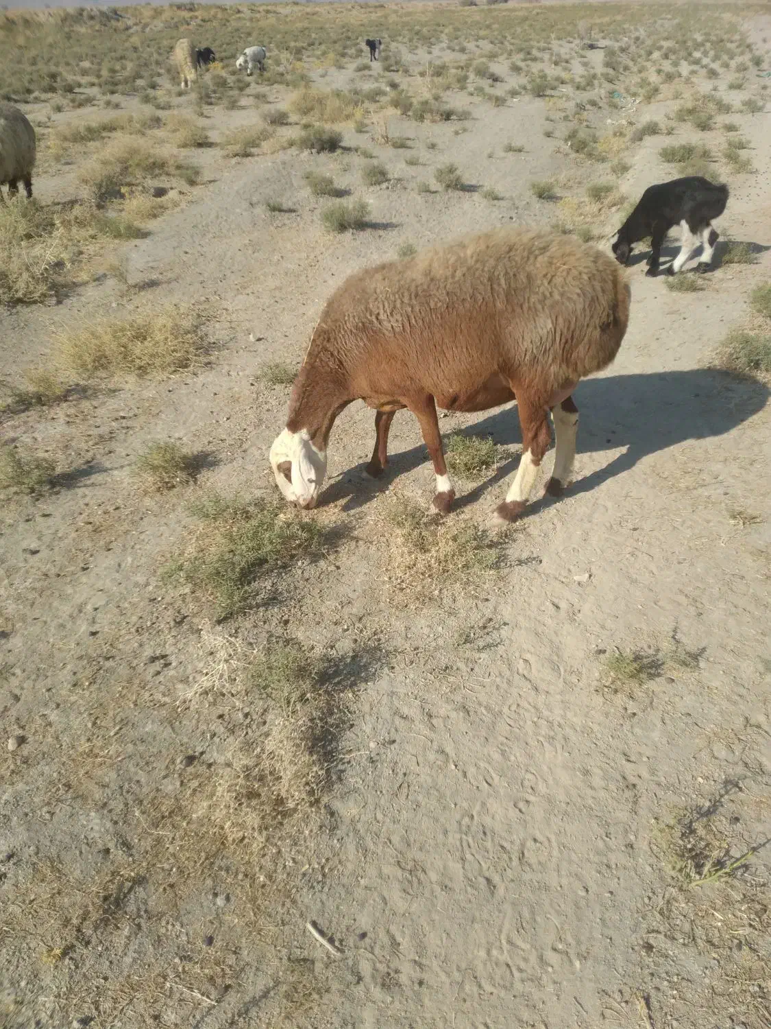 شیشک بره دار|حیوانات مزرعه|زرقان, |دیوار