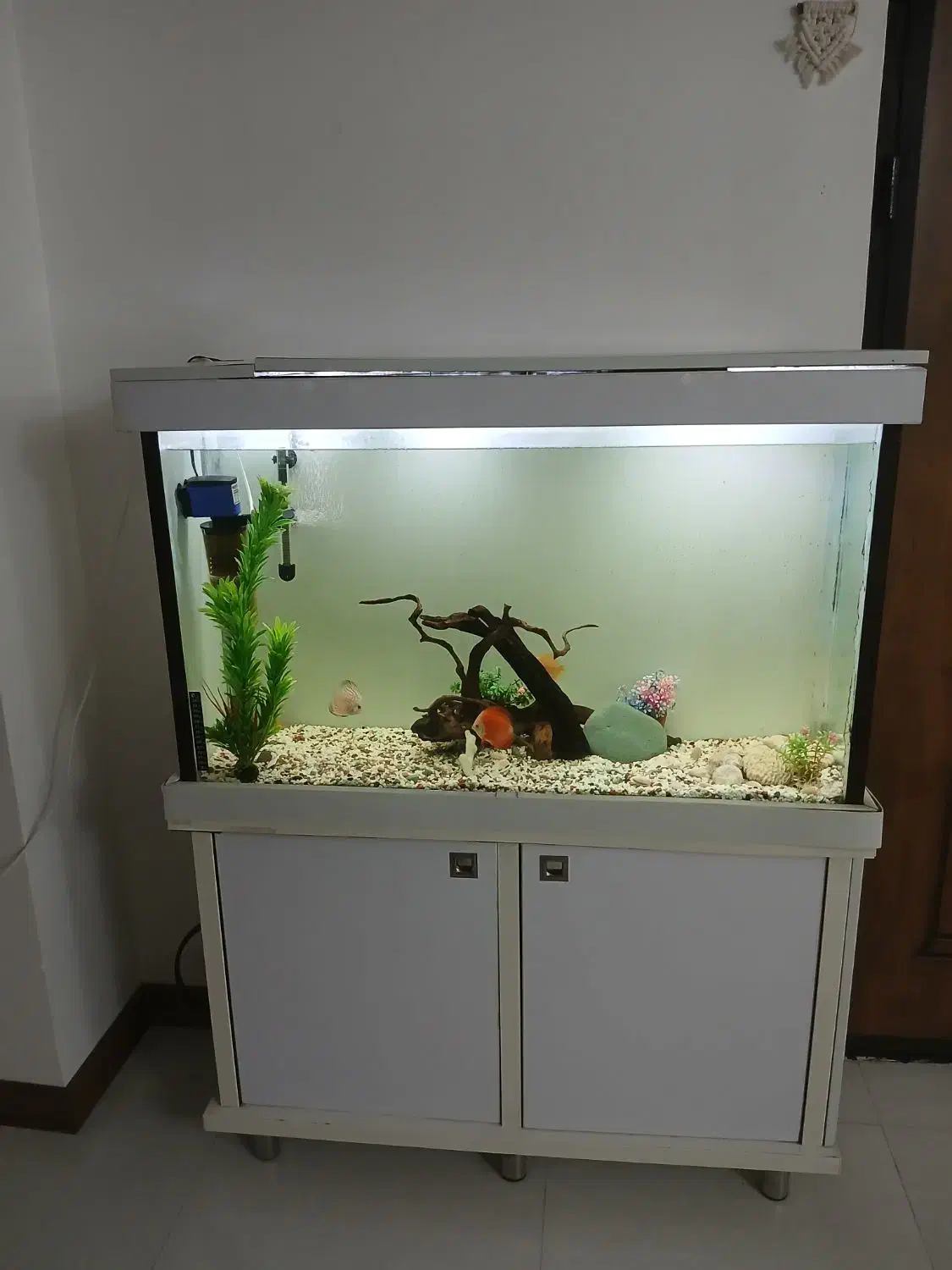 آکواریوم با وسایل وماهی دیسکس3 عدد|ماهی|محمدیه-قزوین, |دیوار