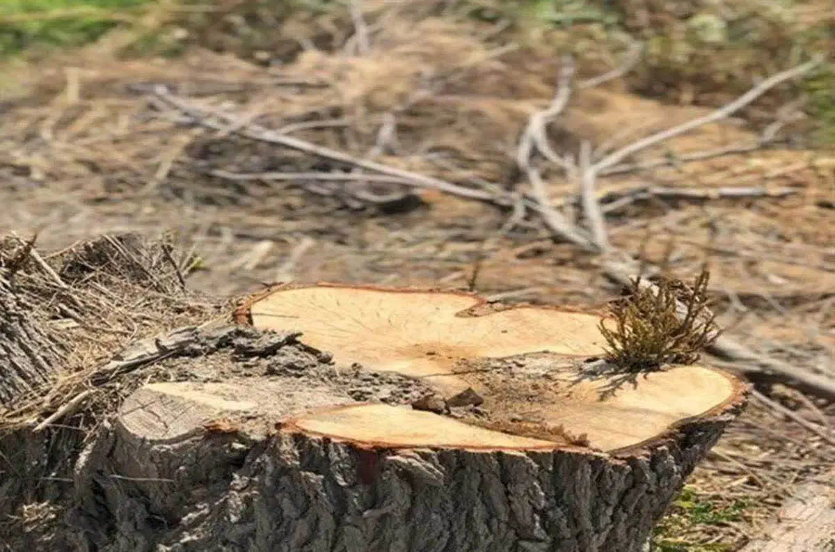 برش و هرس درخت در منزل یاباغ|خدمات باغبانی و درختکاری|قم, مجیدیه|دیوار