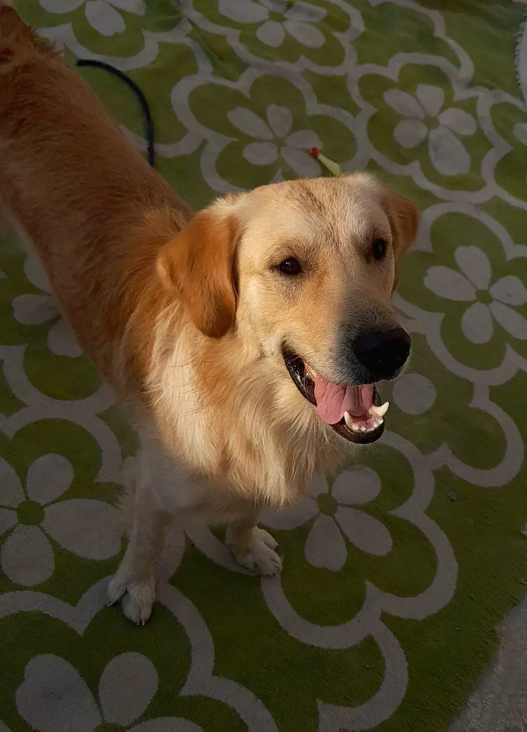 سگ گلدن رتریور نر|سگ|بوشهر, |دیوار