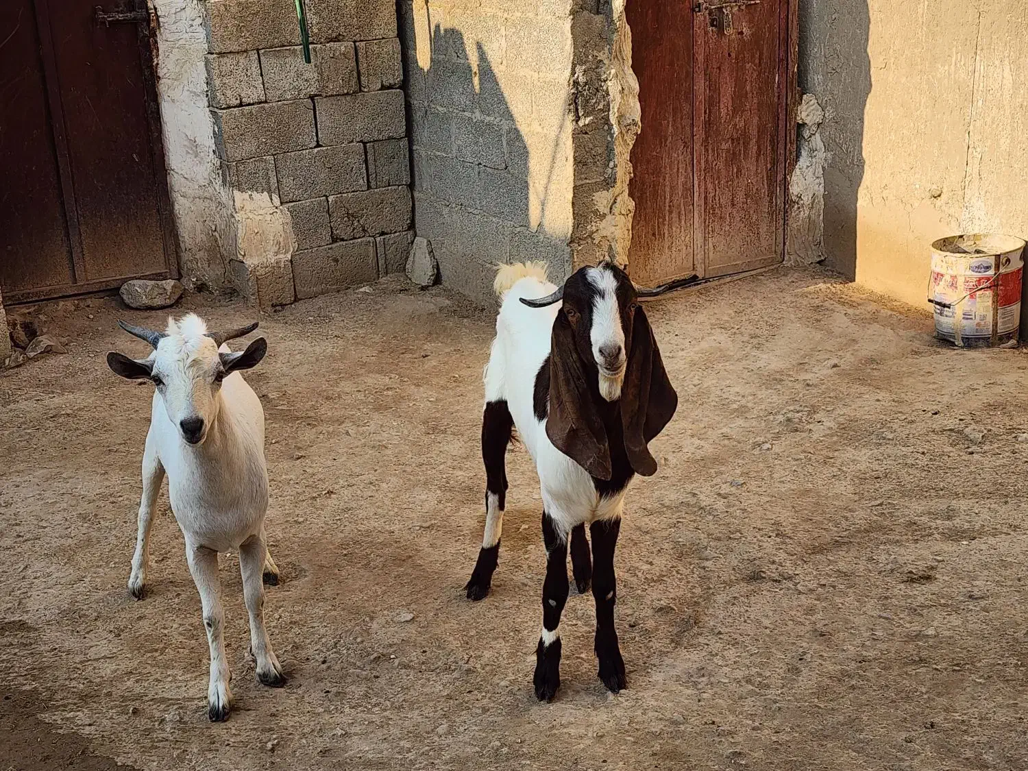 درودبر شما خوبان|حیوانات مزرعه|لامرد, |دیوار