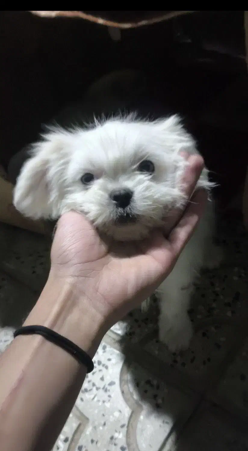 پاکوتاه خانگی|سگ|عجب شیر, |دیوار