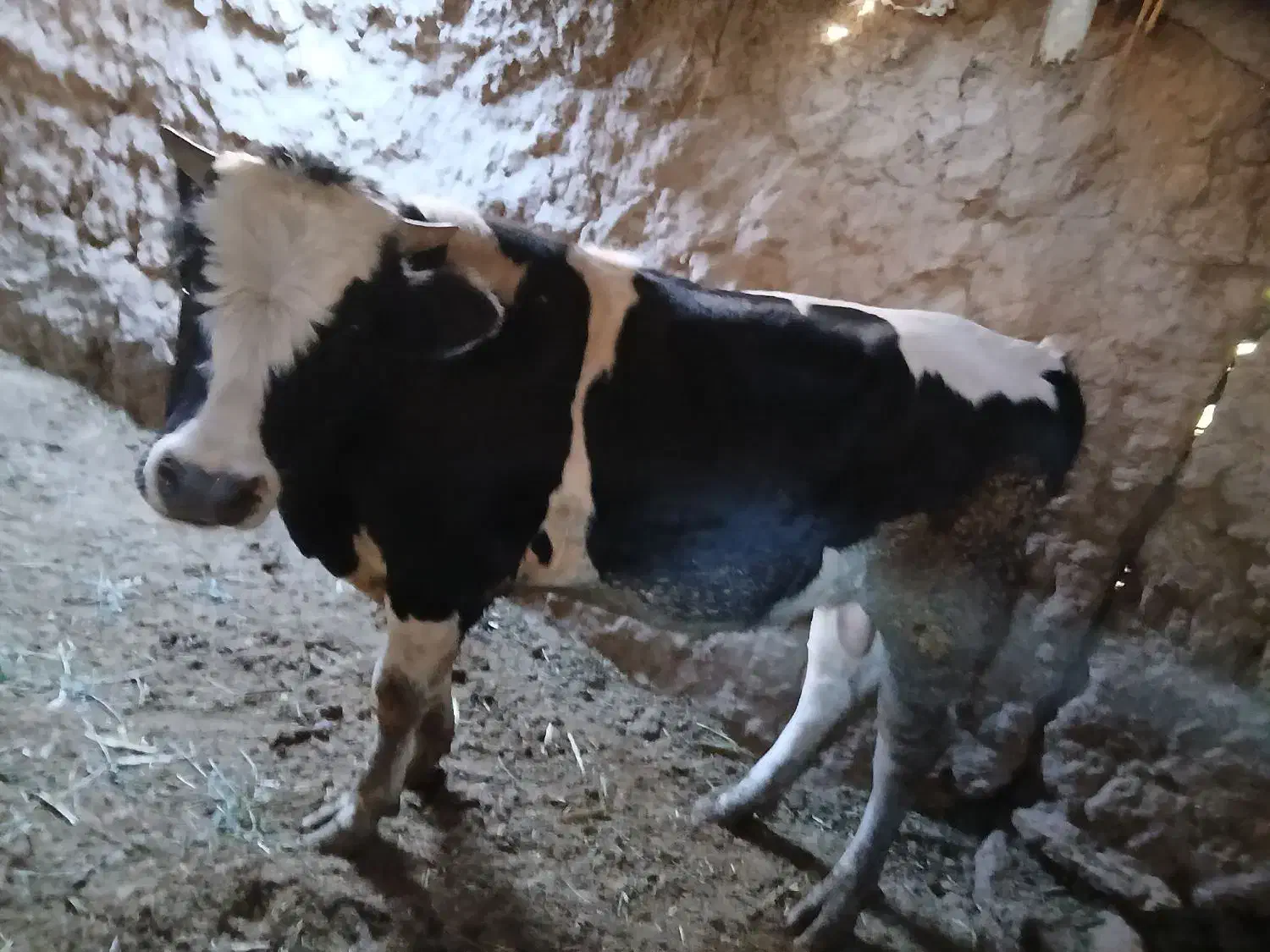 دوعدد جوانه|حیوانات مزرعه|سبزوار, توحیدشهر|دیوار