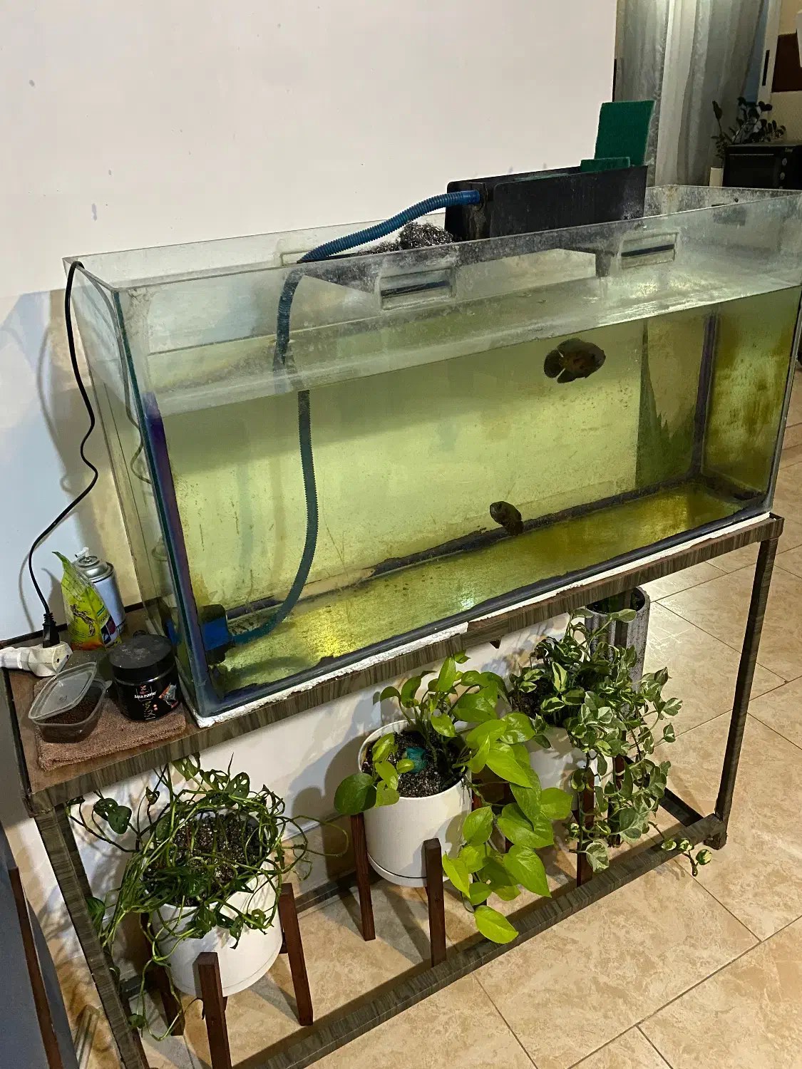 اکواریوم|ماهی|ساری, |دیوار