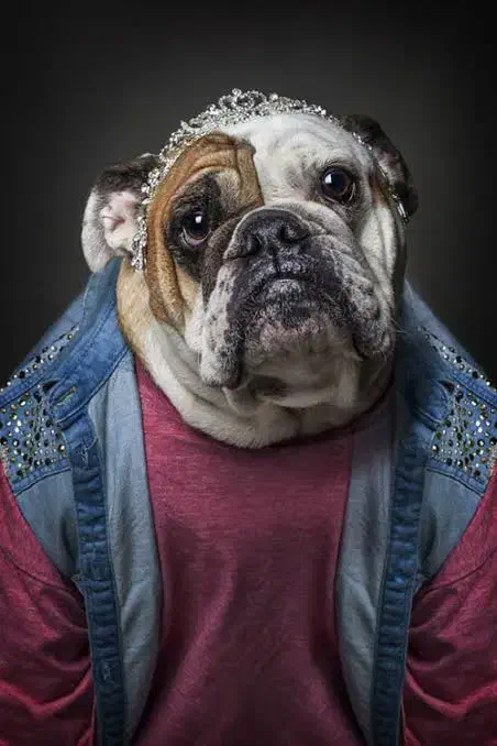 بوشوگ واگذار میشود|سگ|شاهین‌شهر, گزبرخوار|دیوار