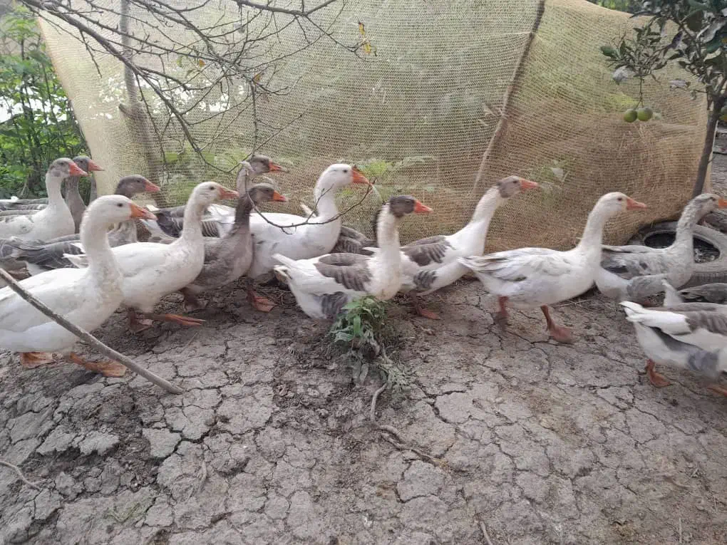 غاز محلی گوشتی و سنگین وزن|حیوانات مزرعه|رشت, پسیخان|دیوار