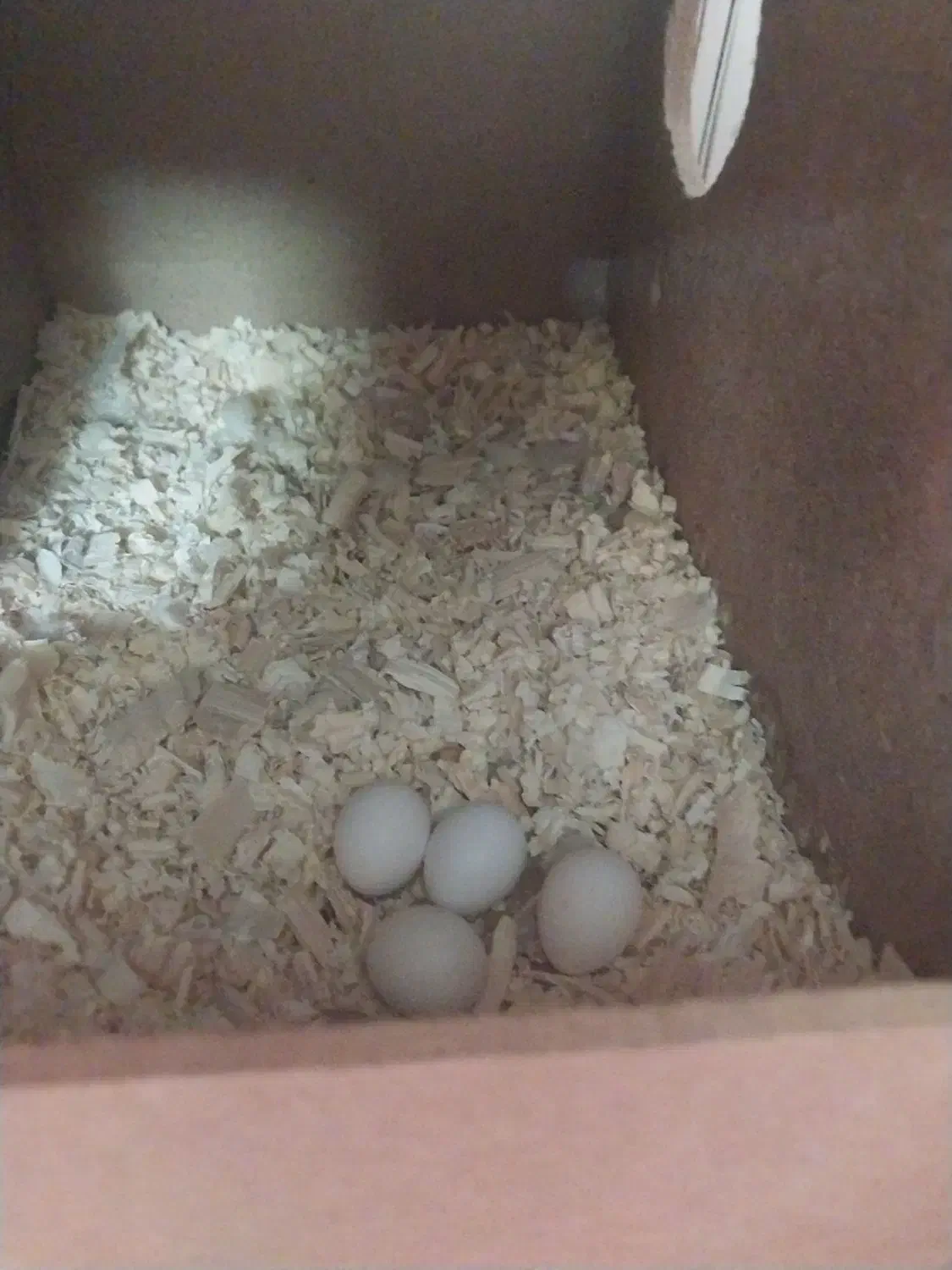 جفت مولد|پرنده|آفتاب, |دیوار