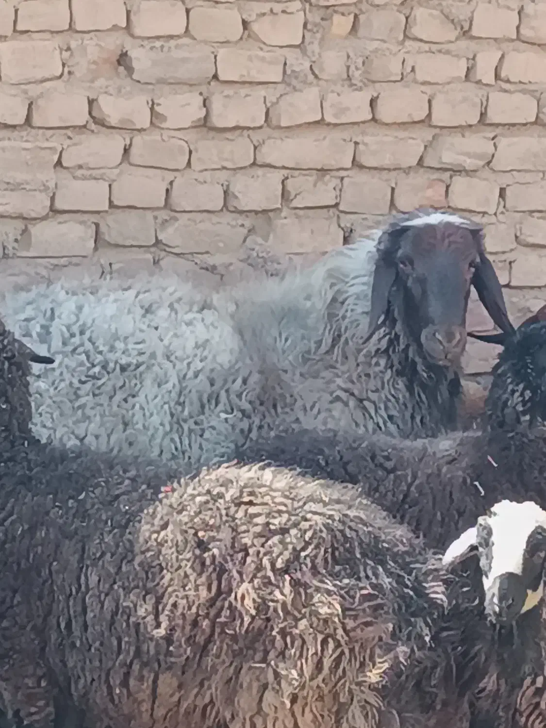 بره نر|حیوانات مزرعه|کویرات, |دیوار