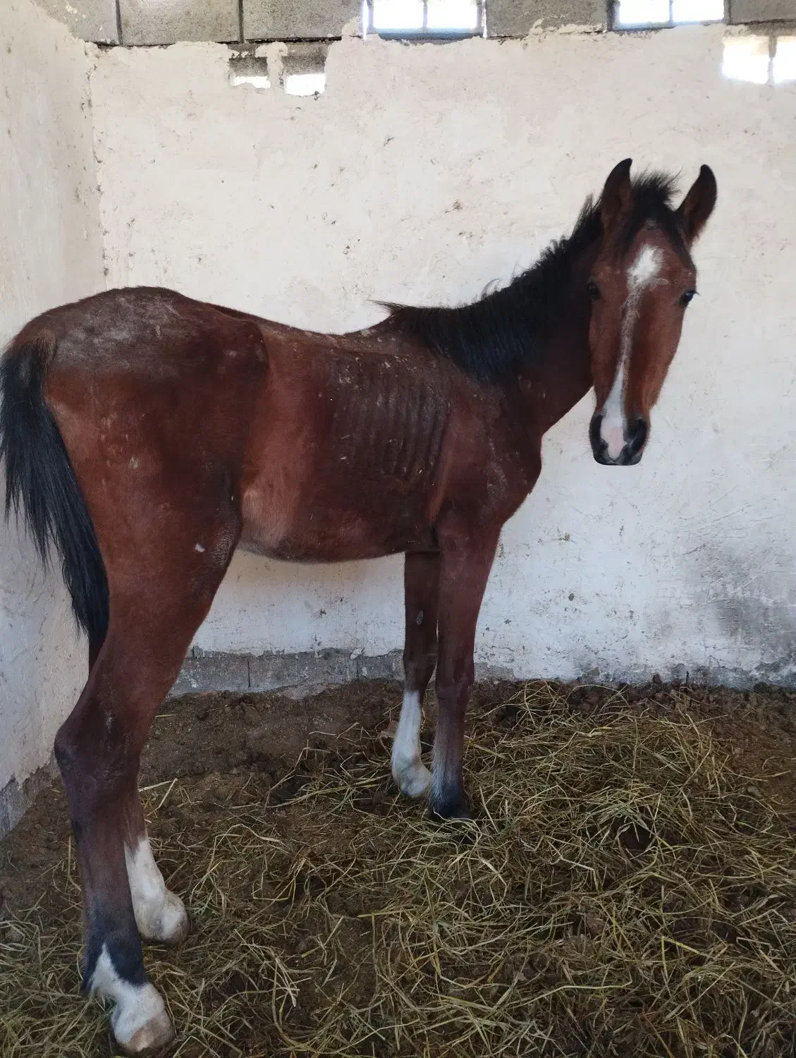 پنج راس کره اسب فی پایین|اسب و تجهیزات اسبسواری|رونیز, |دیوار