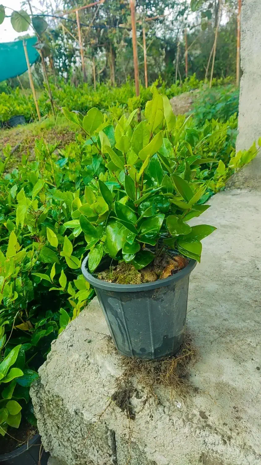 یاس هلندی سطل سه و نیم|گل و گیاه طبیعی|رودسر, |دیوار