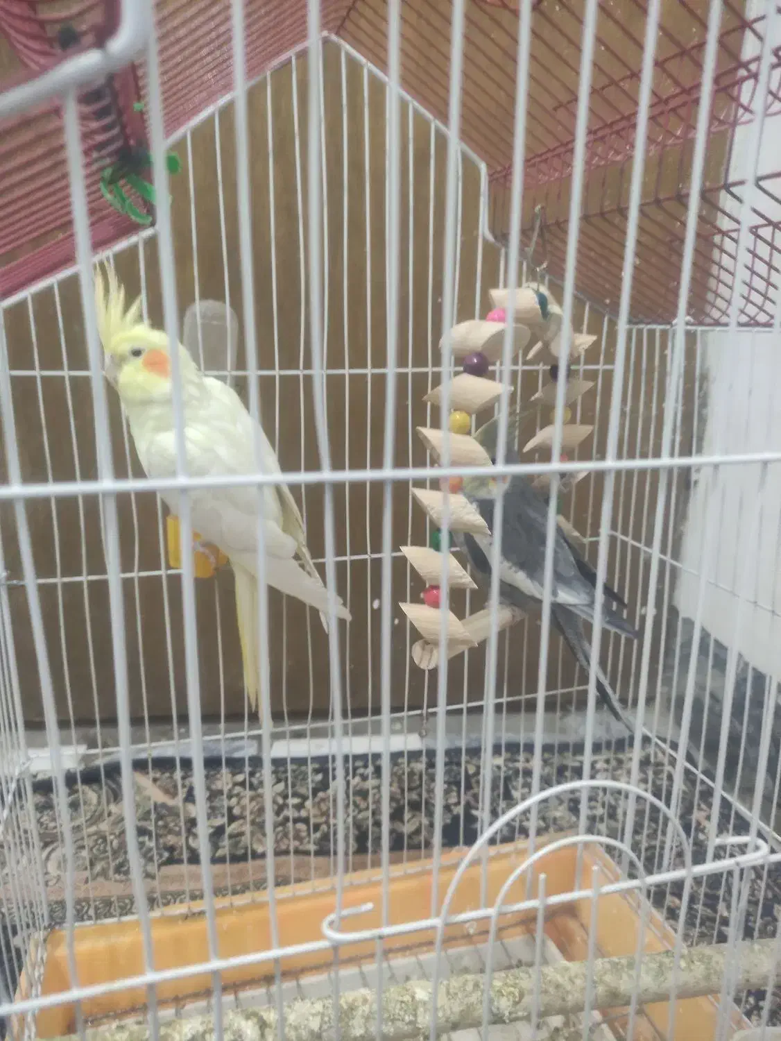 عروس هلندی|پرنده|کنگاور, |دیوار