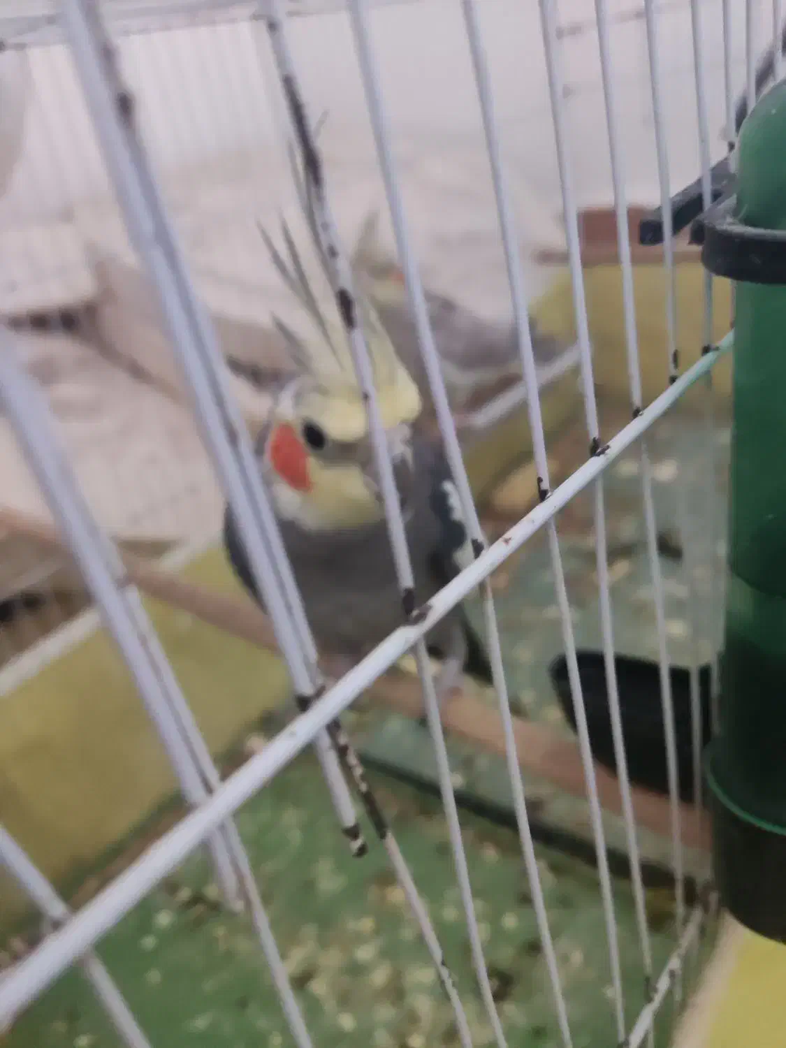 چهار عدد عروس هلندی با ۴تخم|پرنده|میناب, |دیوار