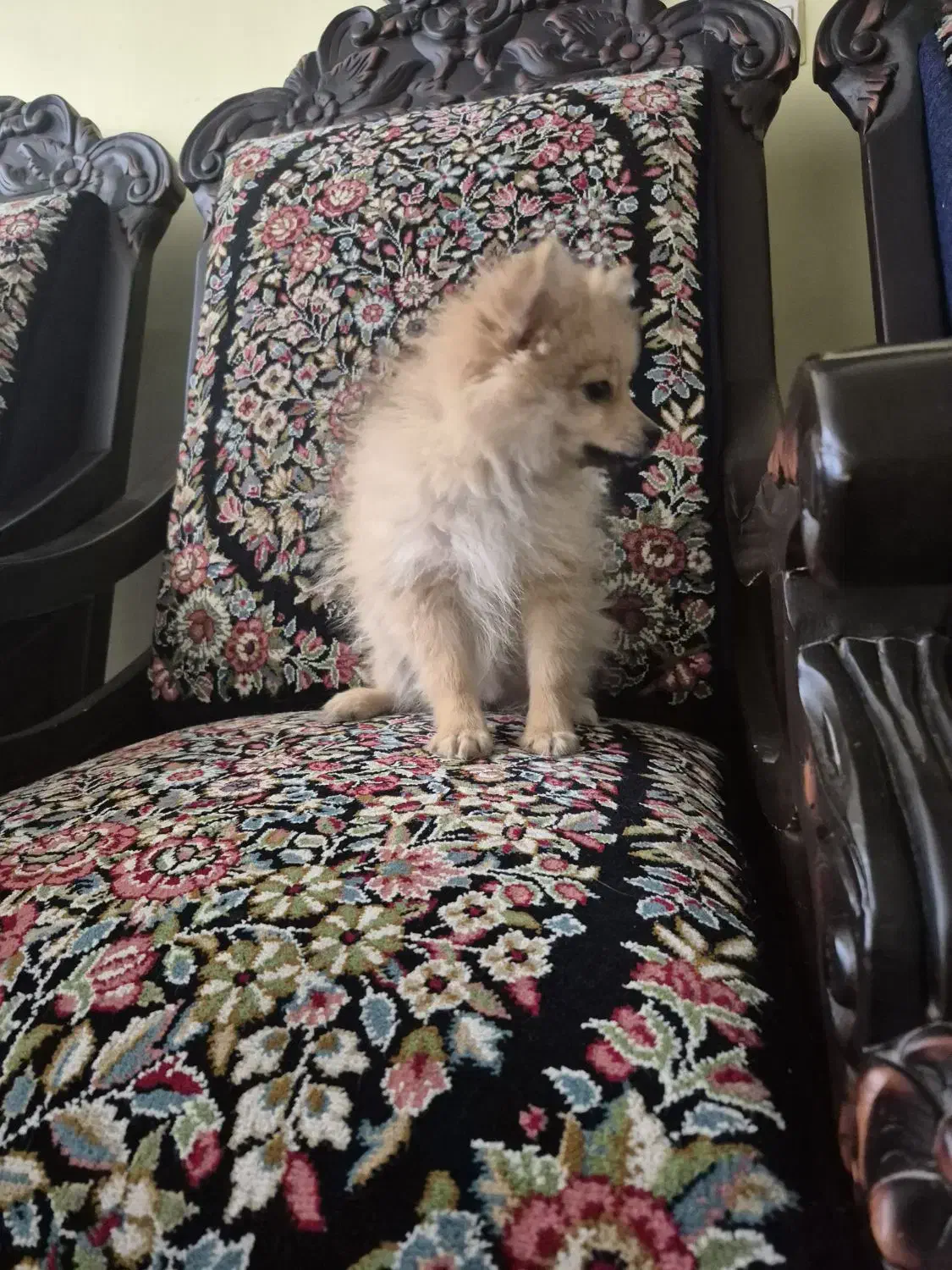 فروش توله پامر قیمت ۱۰ تومن|سگ|کرمان, |دیوار